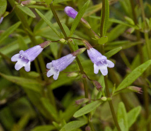 Clinopodium arkansanum #23